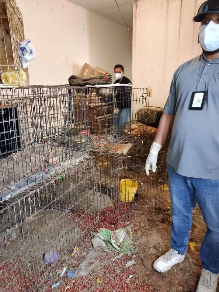 Aseguran a 338 mascotas maltratadas en un año