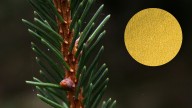 Ni mito ni ficción: confirman que los abetos pueden acumular oro en sus agujas gracias a microbios invisibles