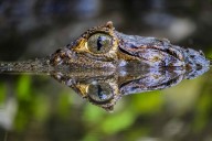 Coordinan el traslado de especies exóticas ilegales de Puerto Rico a República Dominicana