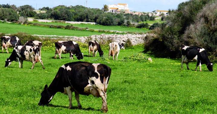 Dermatosis nodular contagiosa: la enfermedad que afecta a las vacas y que amenaza a los ganados de España