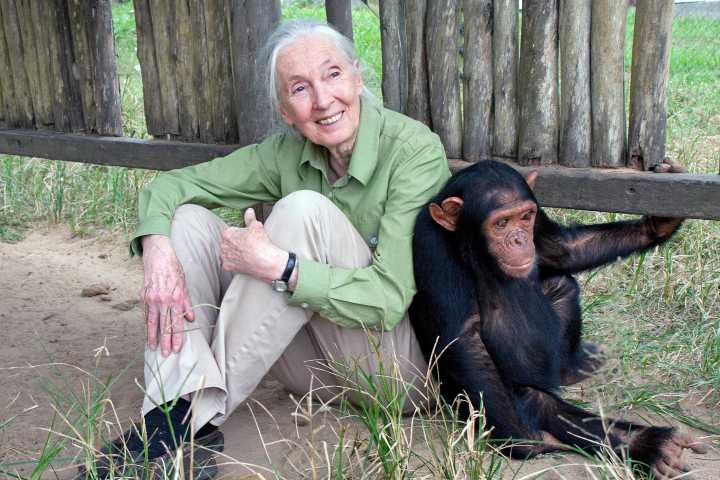 Jane Goodall, reconocida etóloga británica experta mundial en chimpancés, murió a los 91 años