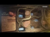 Sacramento Zoo welcomes naked mole-rats for the first time