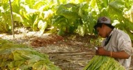 Productores alertan que alza al IEPS del tabaco provocaría crisis laboral y migración en Nayarit