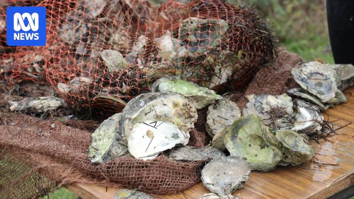 The key role a 'lost' reef is playing in South Australia's algal bloom fight