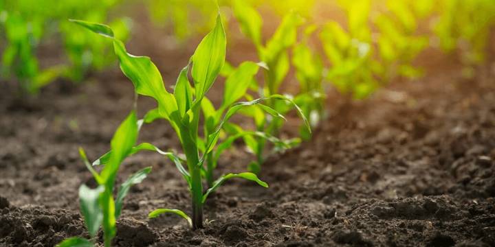 Lluvia, bajas temperaturas y heladas afectaron el sur del área agrícola