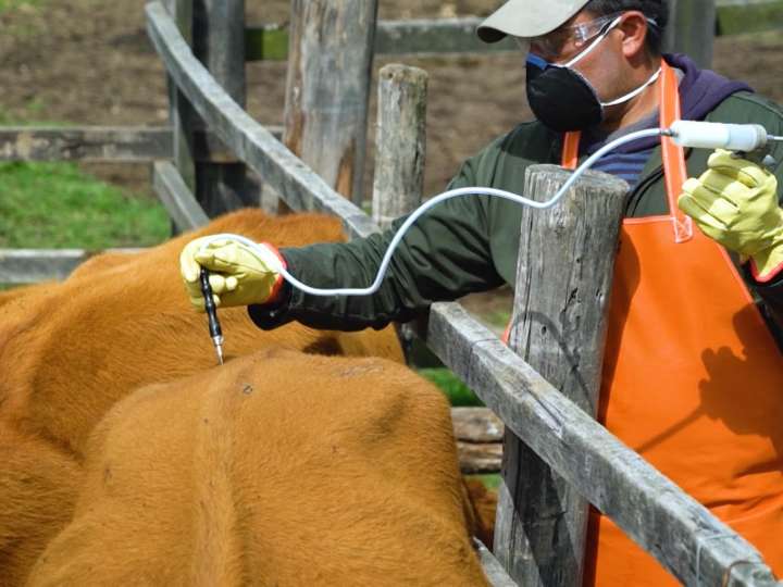 El segundo ciclo de vacunación contra fiebre aftosa cierra con cifras preliminares altas