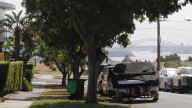 Waverley Council votes to cut down tuckeroo trees in Sydney