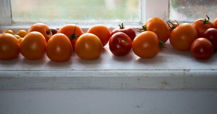 5 essential tasks to carry your garden through early fall
