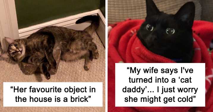 49 Times Cats Made Their Owners Wonder “What’s Wrong With My Cat”