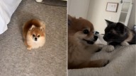 Senior Dog In California Surprises Owner By Copying Her Cat’s Every Move