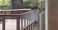 Wild bear breaks into California zoo, is found communing with the captive bears