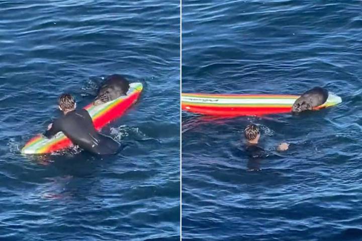 California's Aggressive Surfboard Stealing Otter May Be Back After 2 Years