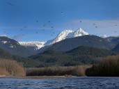Vehicle recovered but passenger still missing after June crash into Squamish River