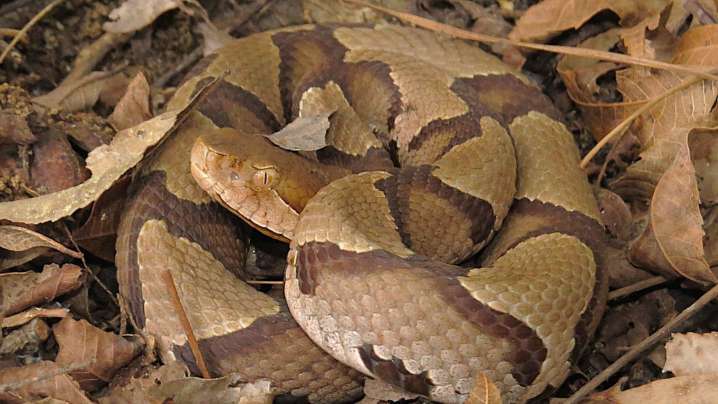 Wilmington-area river listed among the most snake