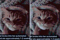 Cat Outsmarts Feeder, Eats 2 Weeks of Food—Sparks Debate No One Expected