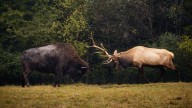 Who Wins When A Bull Elk Picks A Fight With A Bison? Depends On The Bison