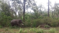 Should Karnataka elephants be kept in confinement camps? Everyone has a different view
