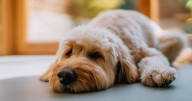 Nine symptoms of ‘severe’ winter dog illness and when to see a vet