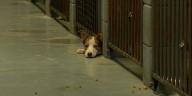 Etowah County Animal Shelter no longer taking surrenders at full capacity