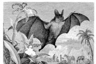 Let’s celebrate nature’s spookiest and freakiest animals this Halloween