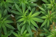Health Rounds: Cannabis drug superior to opioids for lower back pain