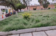 Urge podar las áreas públicas