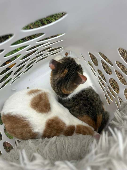 2 cats found in laundry basket in Ledyard: PHOTOS