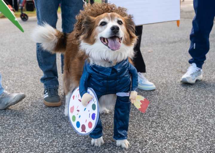 All bark, no bite, plenty of fun -- Spooky Pooch Parade returns to Lakewood: A Place in the Sun