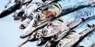 Anchoveta: PRODUCE lanza nuevo salvavidas a industriales tras fallar con su “cuota histórica” en la primera temporada norte