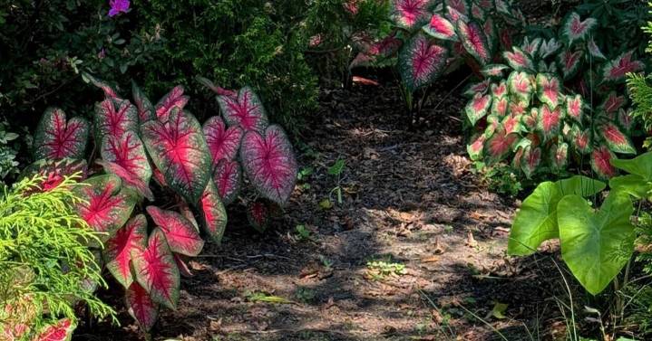 ON GARDENING: A 'Heart' for a river of caladiums
