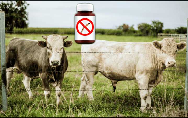 Este es el fármaco contra gusano barrenador autorizado por la FDA