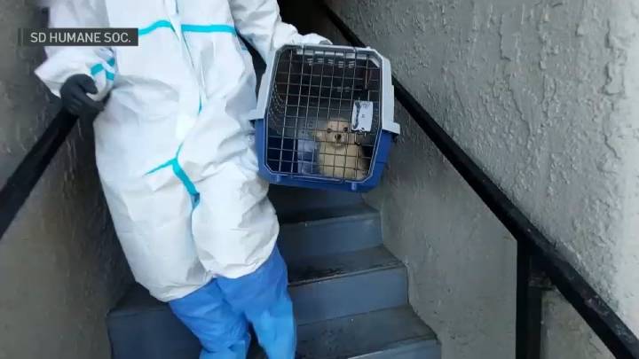 Dogs and cats rescued from abandoned apartment in Vista