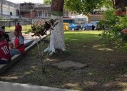 En fotos: peligro en la plaza Bolívar de Tucupita por un árbol a punto de caerse