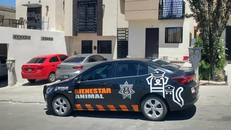 Perros matan a gata persa en colonia Barcelona; dueña exige responsabilidad a vecina