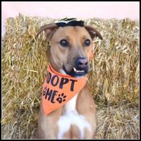 CHA Pet of the Week: Nutter Butter
