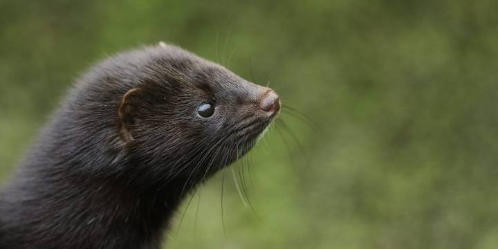 Iowa farmers scramble to capture thousands of mink released in 'terrorist act' by likely anti
