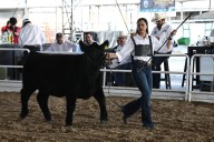 Reconocen a los mejores ejemplares de Angus Negro en el Rodeo Saltillo 2025