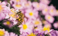 Las abejas y las avispas no se acercarán a tu jardín si intercalás estas plantas entre tus flores