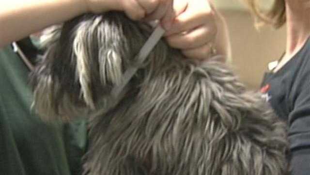Metro Council, EthanAlmighty sponsor free spay