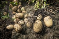 Odisha aims for potato self-reliance with 50,000
