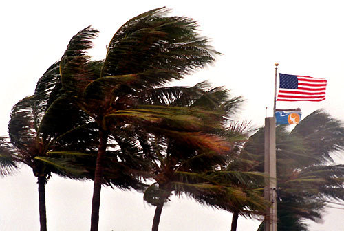 Ask a real estate pro: Who pays for damage from palm tree root?