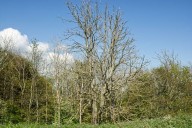 Who will accept responsibility for our ash dieback catastrophe?