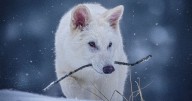 'Dire wolves' brought back from extinction celebrate their first birthday