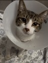 Paralyzed cat receives life-saving surgery through Las Vegas rescue