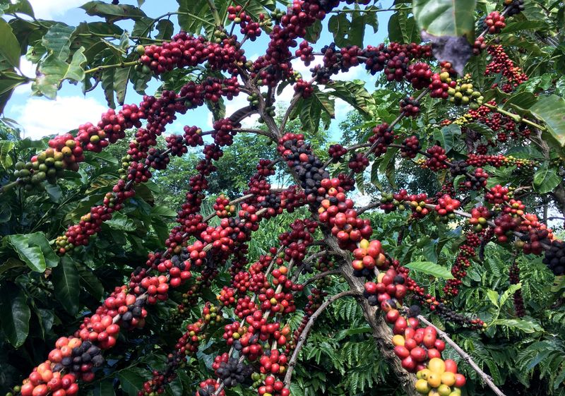 US roasters tear through coffee stocks waiting for Brazil trade deal