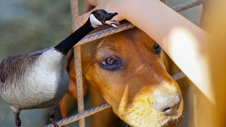 Over 30 Abused Animals (Including a Canadian Goose) Rescued in Upstate NY