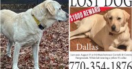 Family pleads for help in finding missing dog Dallas