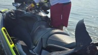 Salvavidas rescatan a delfín varado en la Isla de la Piedra