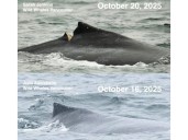 Hullo ferry likely struck humpback calf 'Skipper' in English Bay, researchers say