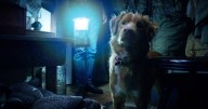 Good Boy: Confía en su instinto, una inusual película de miedo